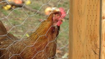 鸡女照片,照片中的独特魅力与个性解读